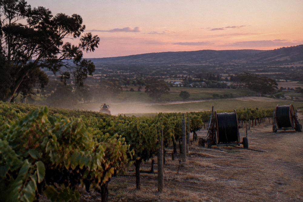 Evening light over Barossa Valley vine rows and distant hills