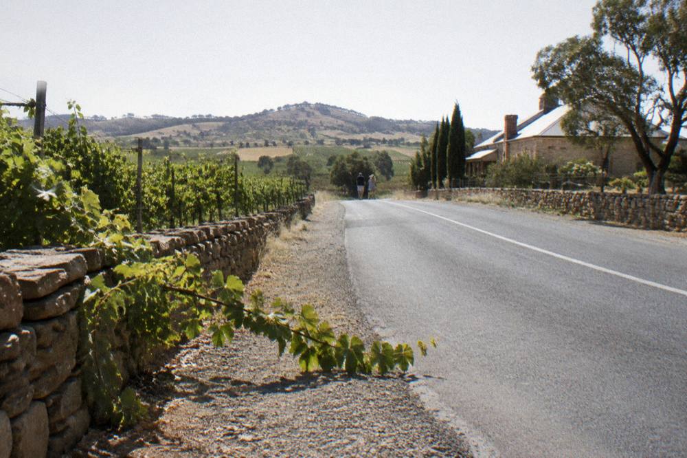 An empty country road curving past dry-stone walls and vineyards at midday