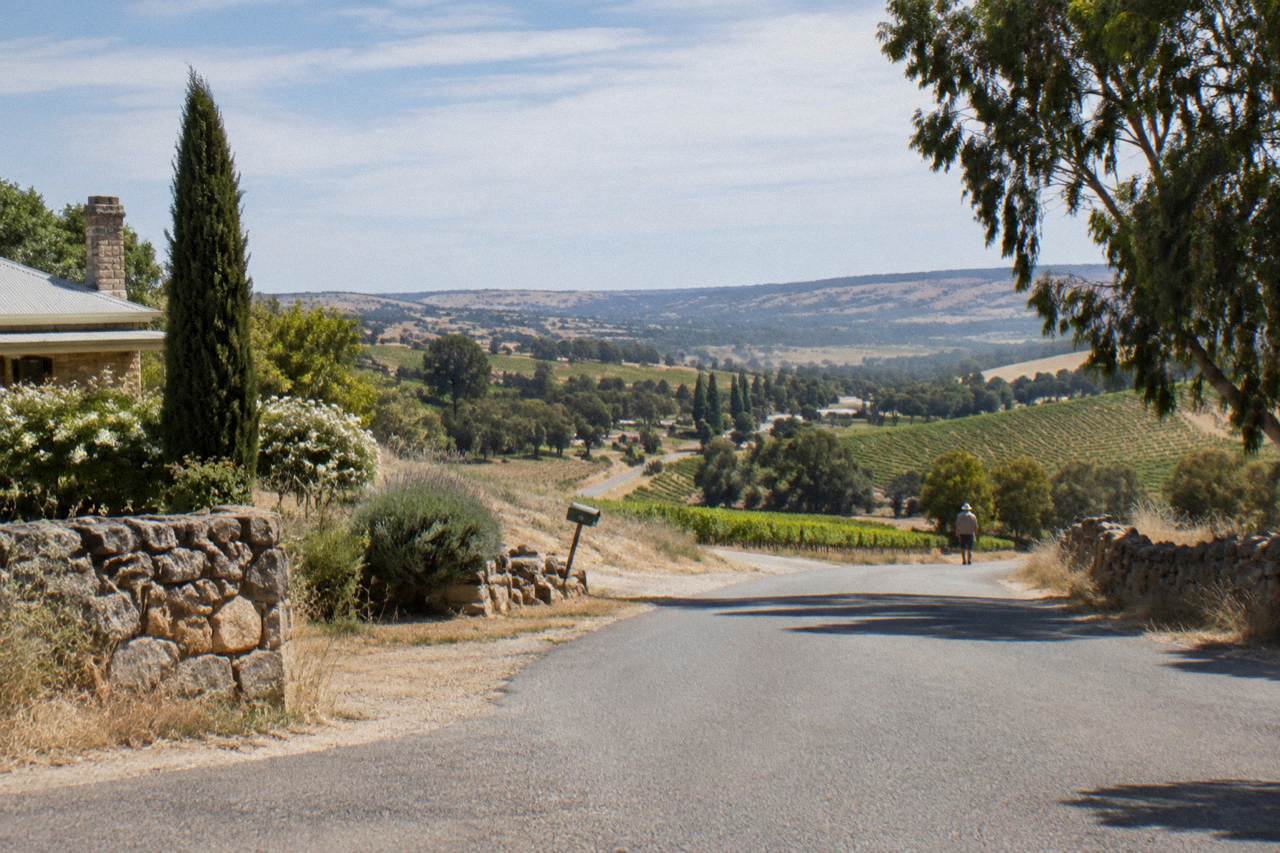 Vineyard rows on gentle hills behind a quiet country road in the Barossa Valley