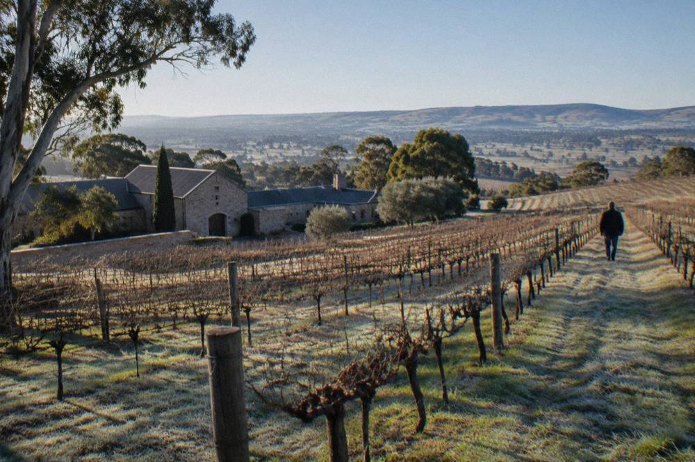 Sunlit vineyard rows on a gentle hill under a clear sky