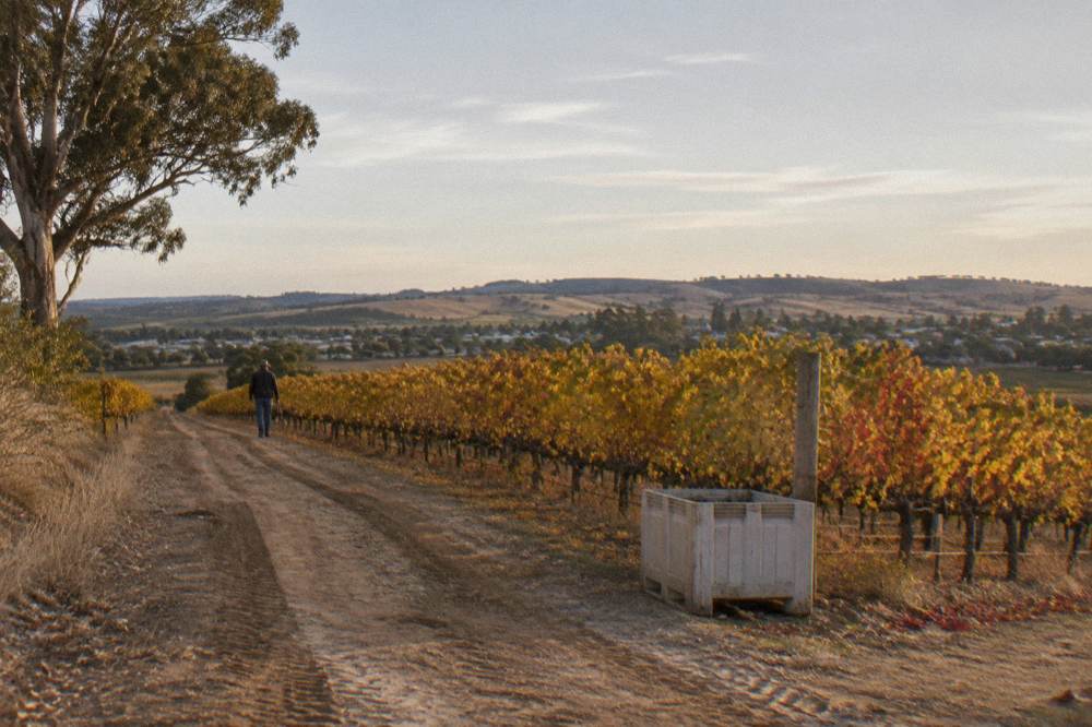 A vineyard track with golden autumn vines on both sides under a wide sky