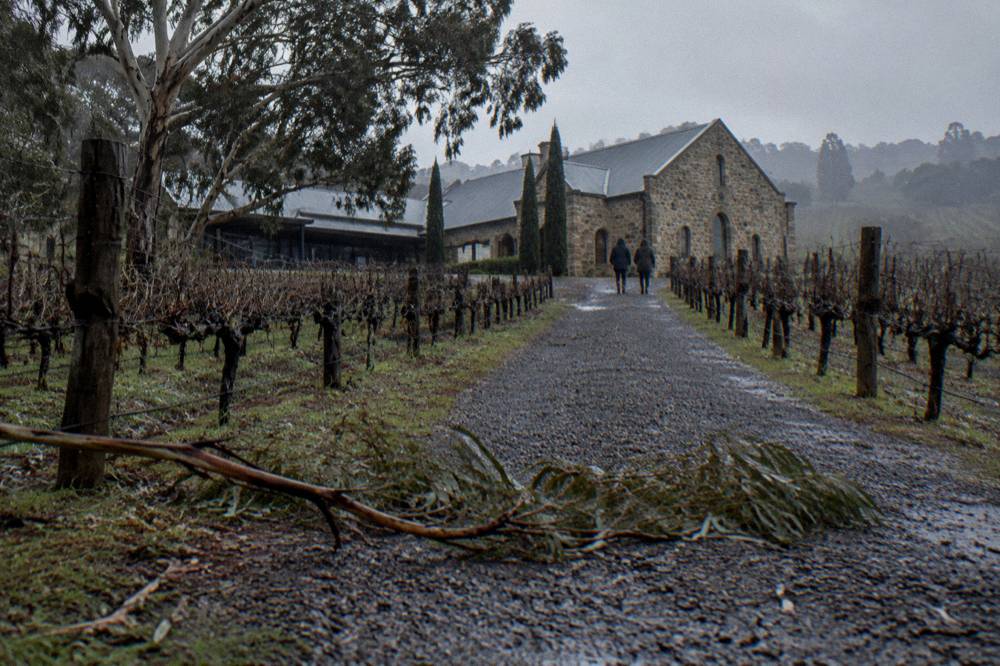 A gravel path leading through vineyard rows toward a stone winery building