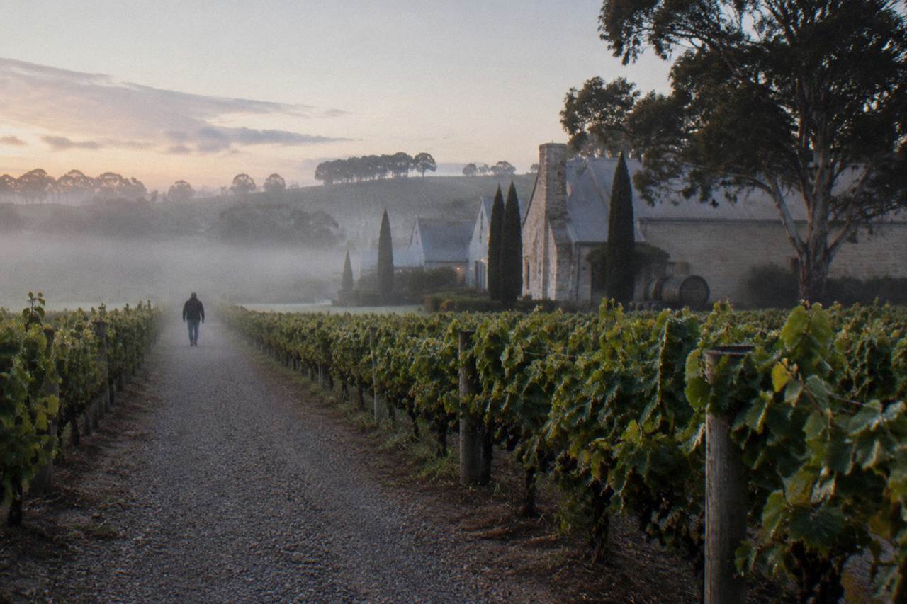 Vineyard rows in soft morning light with a gravel path between them