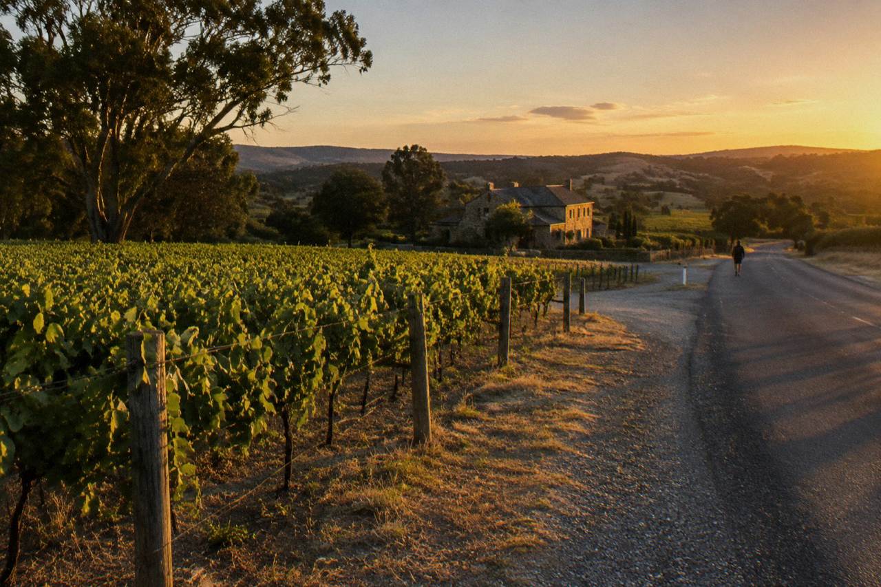 Vineyard rows and a quiet country road at the edge of a Barossa Valley town at golden hour